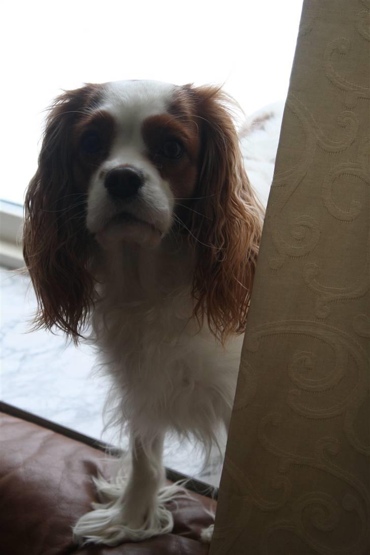 Cavalier king charles spaniel sandra billede 19