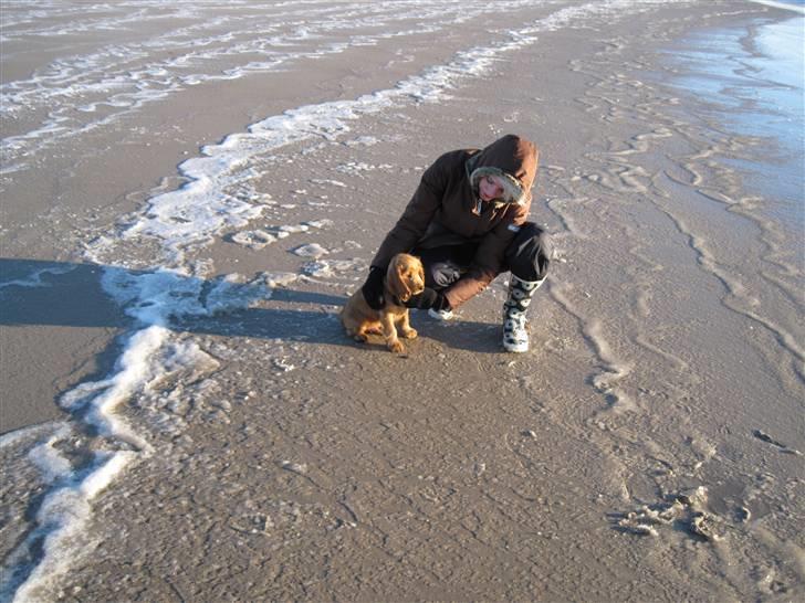 Cocker spaniel Pax billede 14