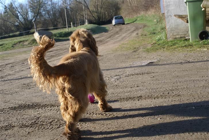 Cocker spaniel Pax - Farvel far, kan du ha en god dag på arbejde, skal skal bare lege.  billede 15