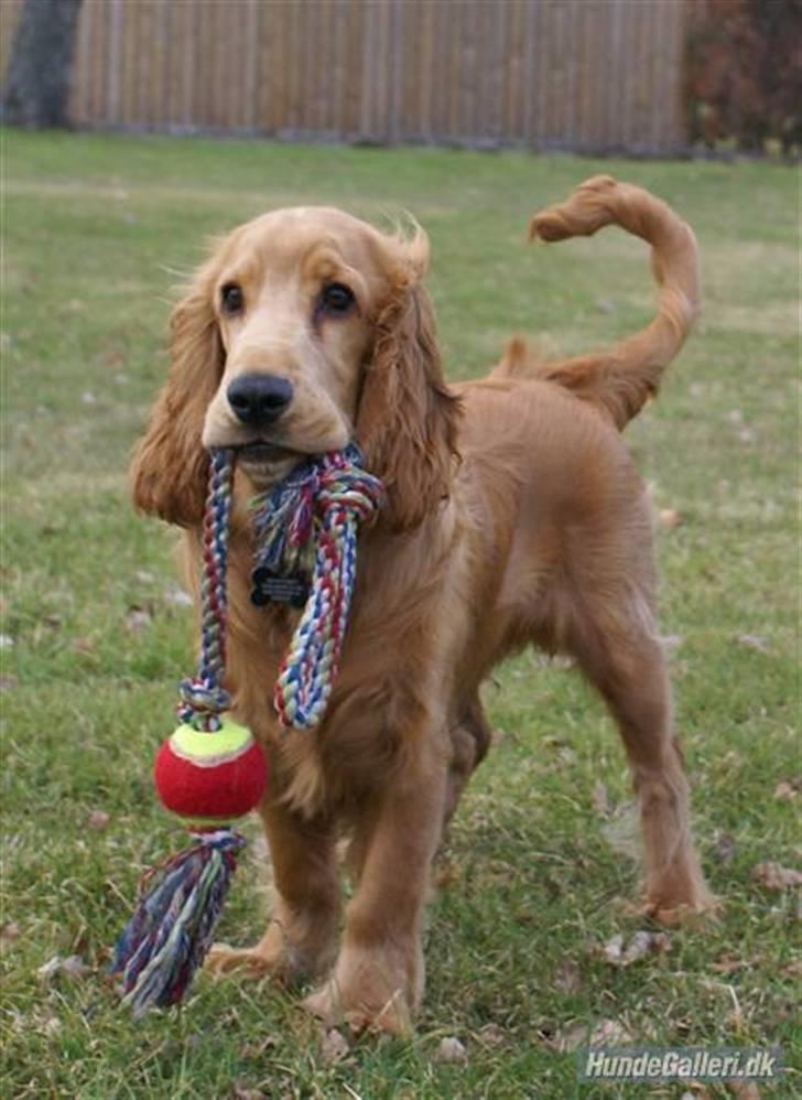 Cocker spaniel Pax billede 16