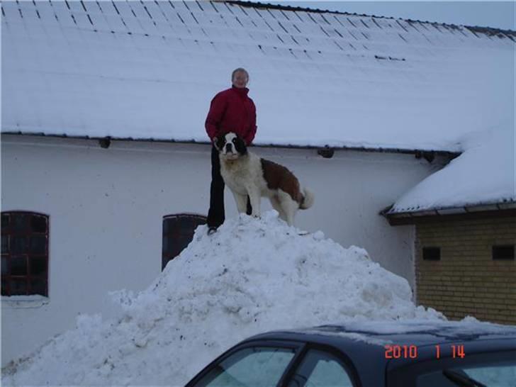 Sankt bernhardshund Frida RIP billede 6