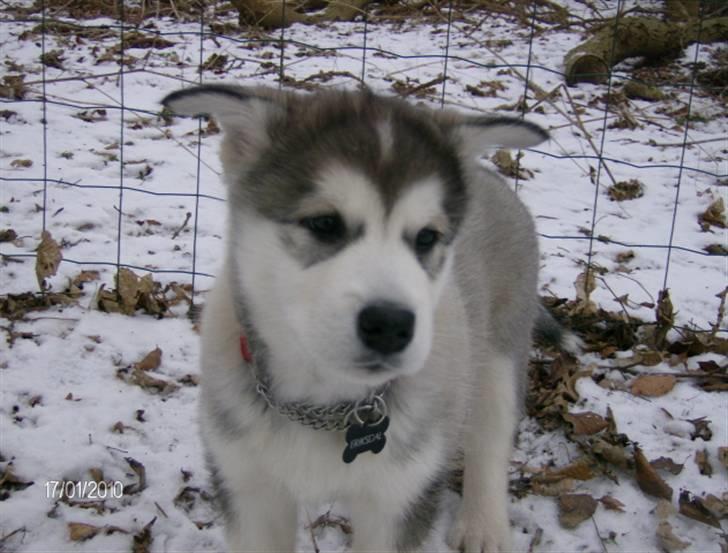 Alaskan malamute Eva Død 7/7-2010 - Hvem siger en mutte ikke kan ha flyveører billede 17