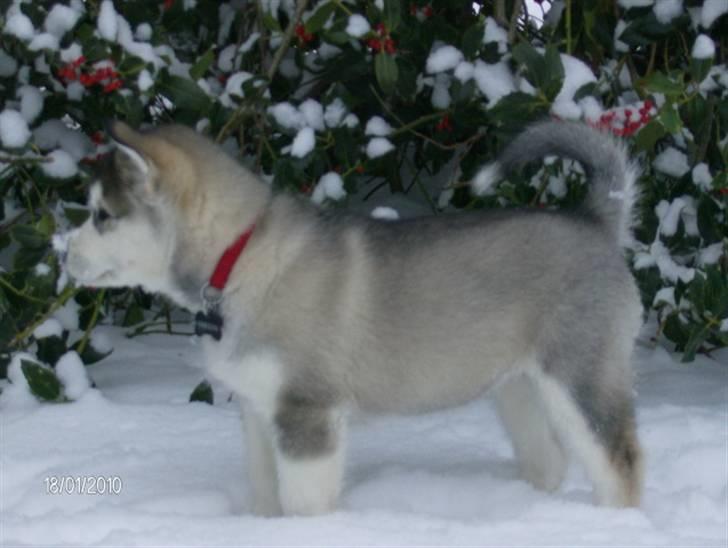 Alaskan malamute Eva Død 7/7-2010 billede 18