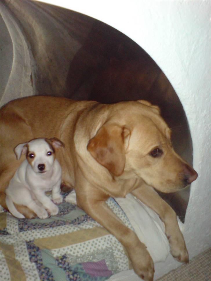 Jack russell terrier Kiwie billede 4