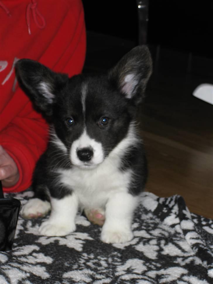 Welsh corgi cardigan Faarups incredible Albert billede 3