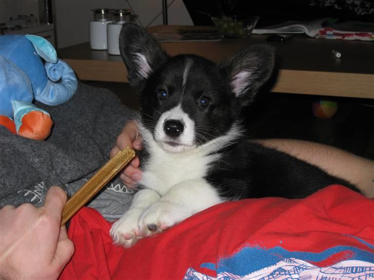 Welsh corgi cardigan Faarups incredible Albert billede 4