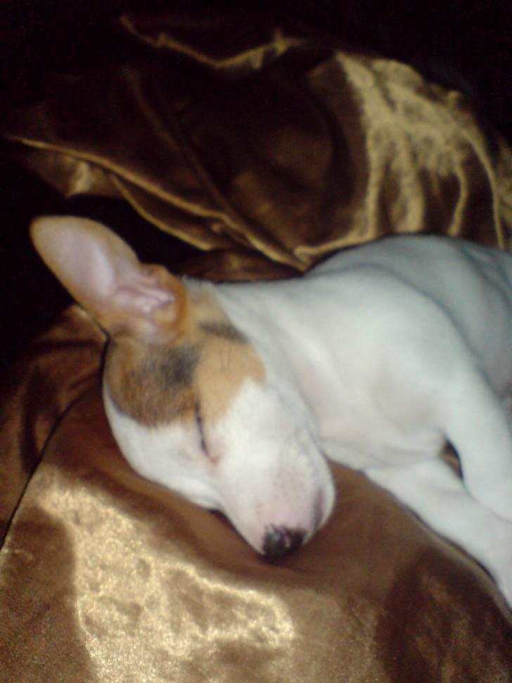 Jack russell terrier Kiwie billede 5