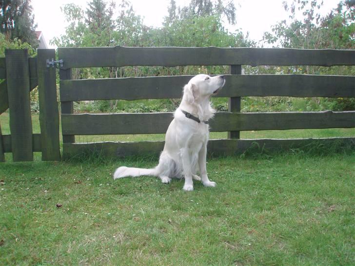 Golden retriever Lucky billede 7