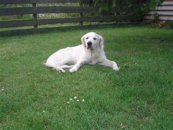Golden retriever Lucky billede 8