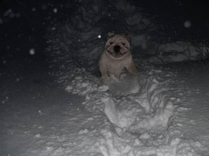 Engelsk bulldog Robert - Ude og lege i sneen billede 8