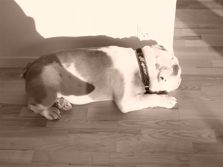 Engelsk bulldog Robert - der var lige en plet med sol:) billede 9