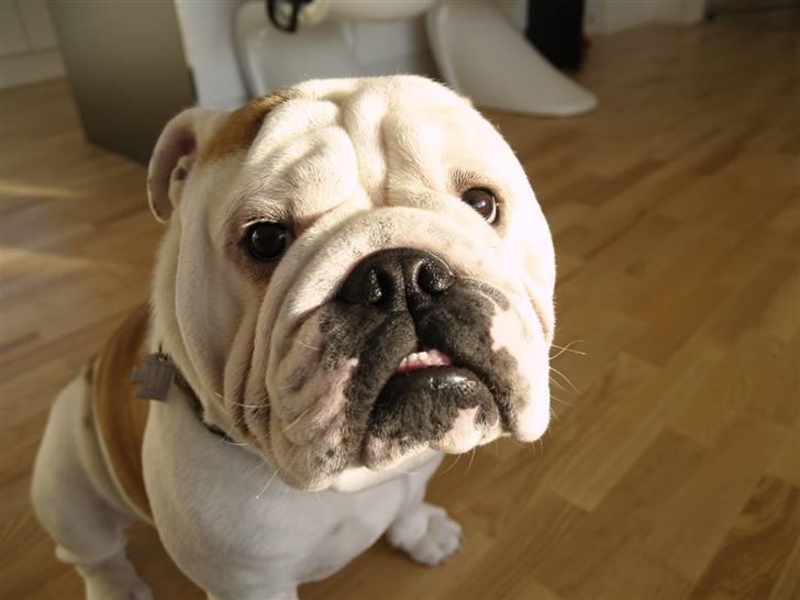 Engelsk bulldog Robert - appelsiiiin!!! billede 10