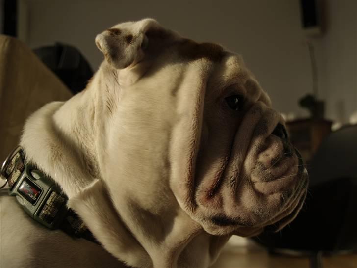 Engelsk bulldog Robert billede 11