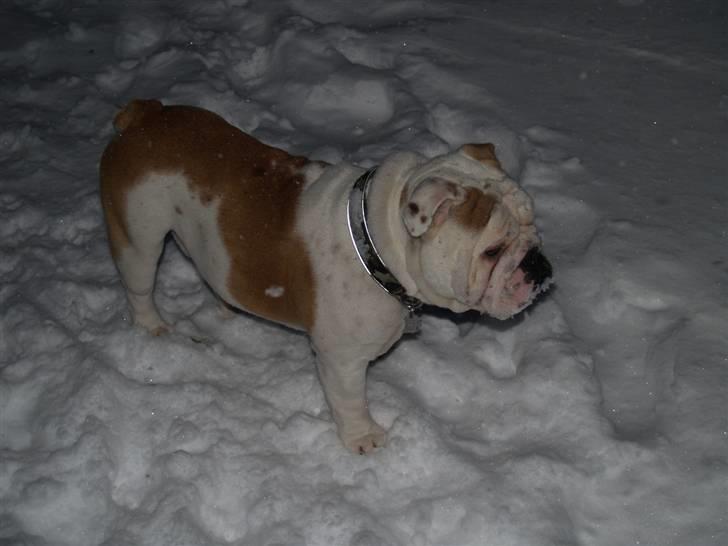 Engelsk bulldog Robert - sne smager dejligt!! billede 12