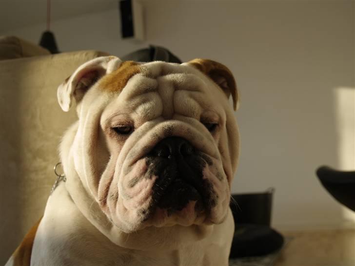 Engelsk bulldog Robert billede 13