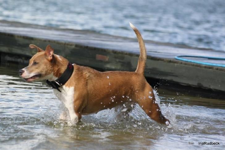 Blanding af racer aya(amstaff/ambull) billede 10