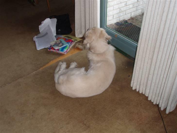 Golden retriever Lucky billede 9