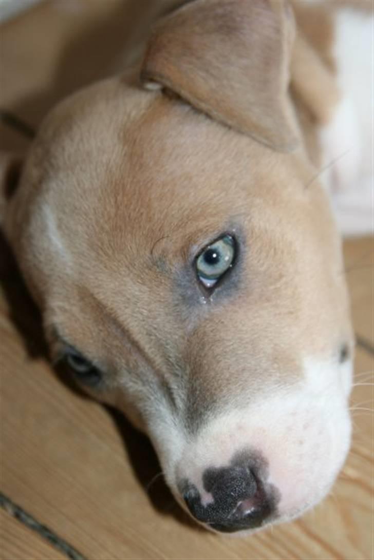 Blanding af racer aya(amstaff/ambull) billede 11