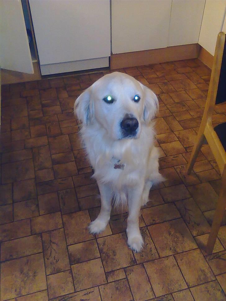 Golden retriever Lucky billede 10