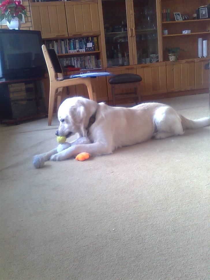 Golden retriever Lucky billede 11