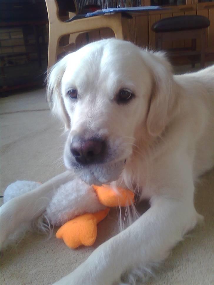 Golden retriever Lucky billede 12