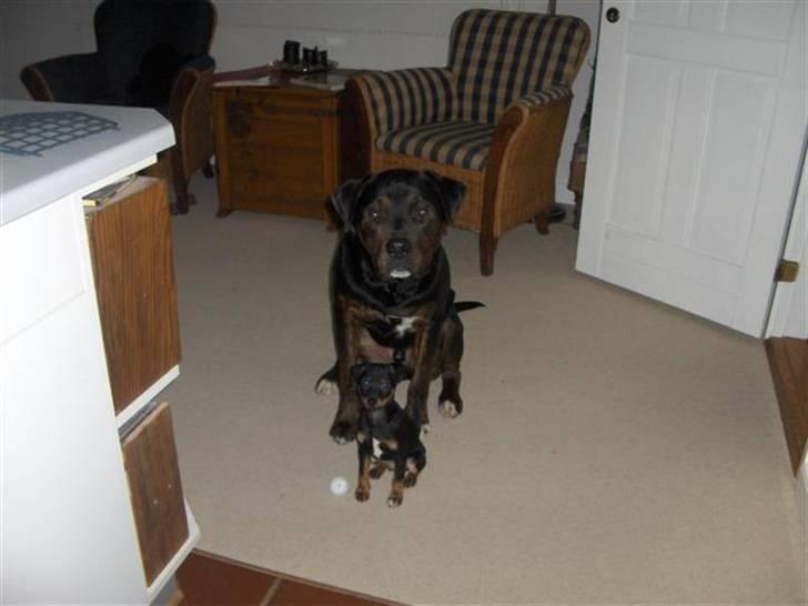 Blanding af racer Felix - lille Ludwig vi kun have kort tid. Han var alt for hård ved Felix.  billede 12