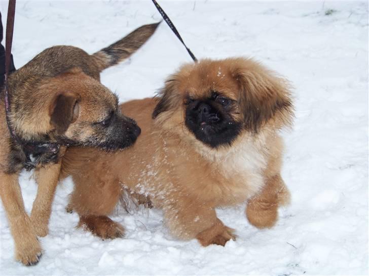 Pekingeser Monty - Thilde og Monty billede 7
