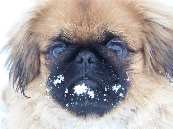 Pekingeser Monty - jeg elsker bage sne billede 8