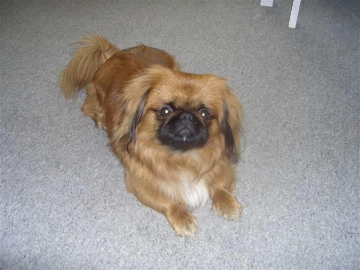 Pekingeser Monty - jeg ligger lige at slapper af billede 9