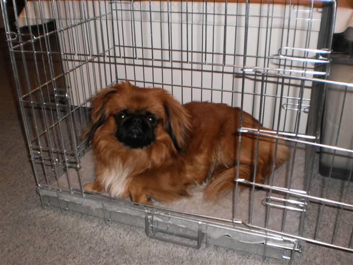 Pekingeser Monty - Jeg kan godt li at ligge her i buret billede 10