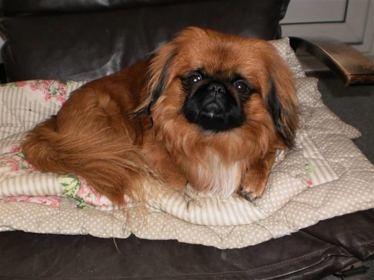 Pekingeser Monty - Her ligger jeg godt billede 11
