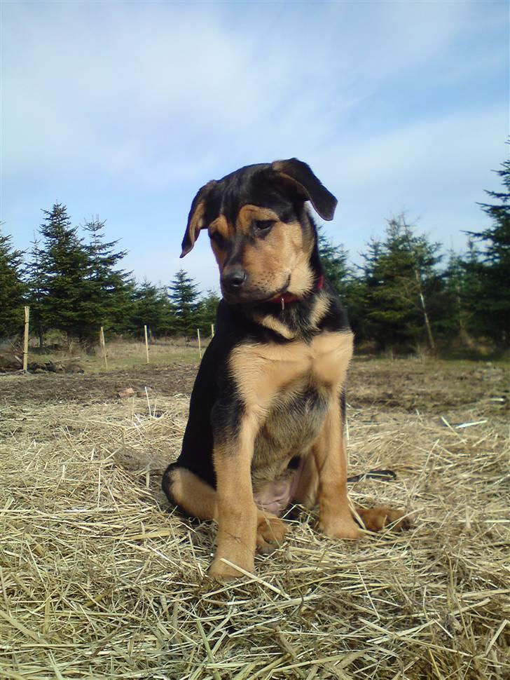 Blanding af racer Jamie <3 R.I.P min smukke pige<3 billede 1