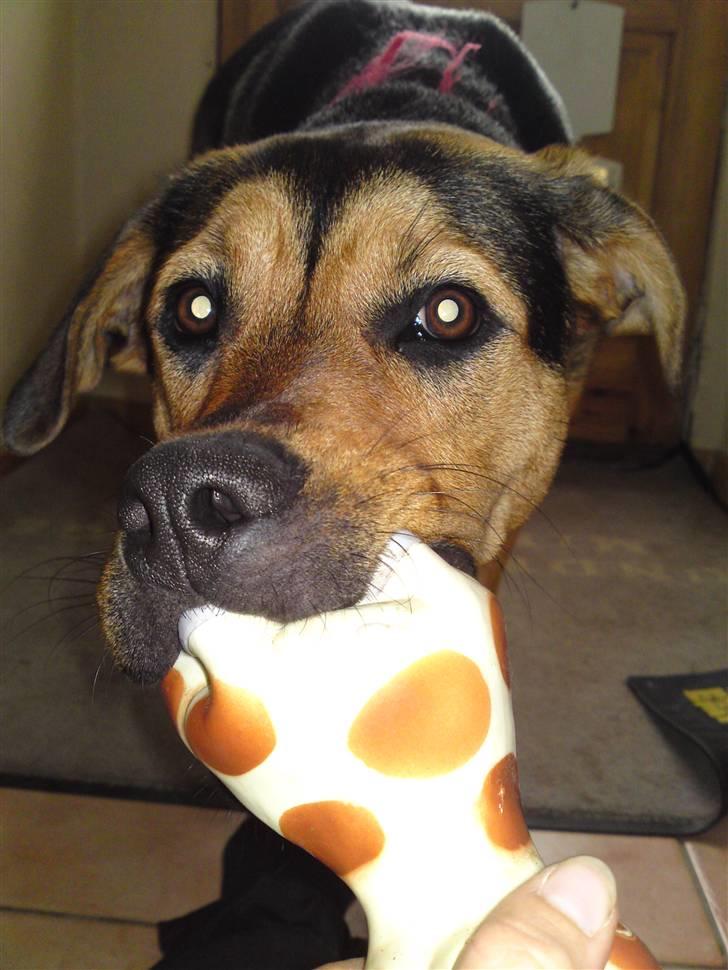 Blanding af racer Jamie <3 R.I.P min smukke pige<3 billede 2