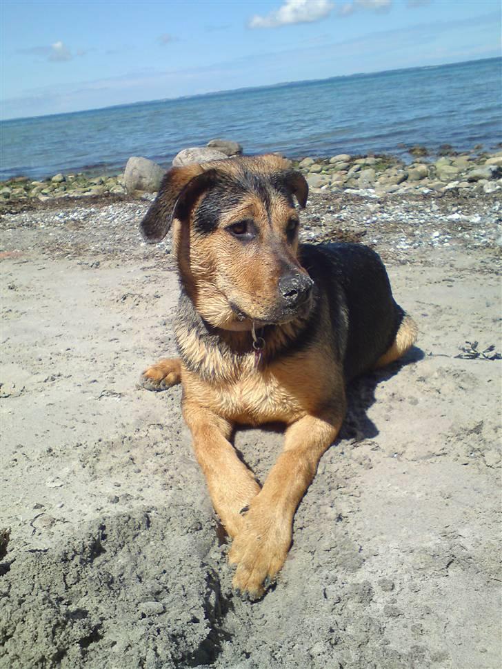 Blanding af racer Jamie <3 R.I.P min smukke pige<3 billede 3