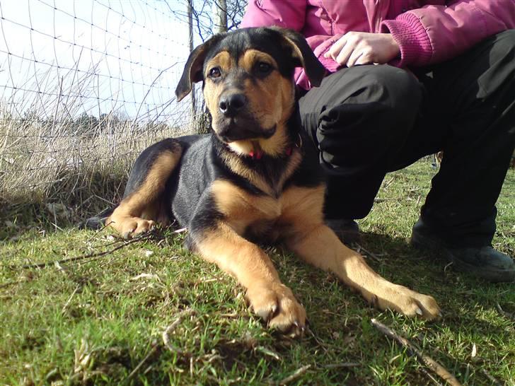 Blanding af racer Jamie <3 R.I.P min smukke pige<3 billede 4