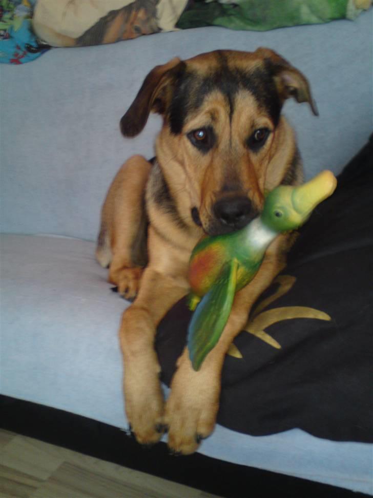 Blanding af racer Jamie <3 R.I.P min smukke pige<3 billede 5