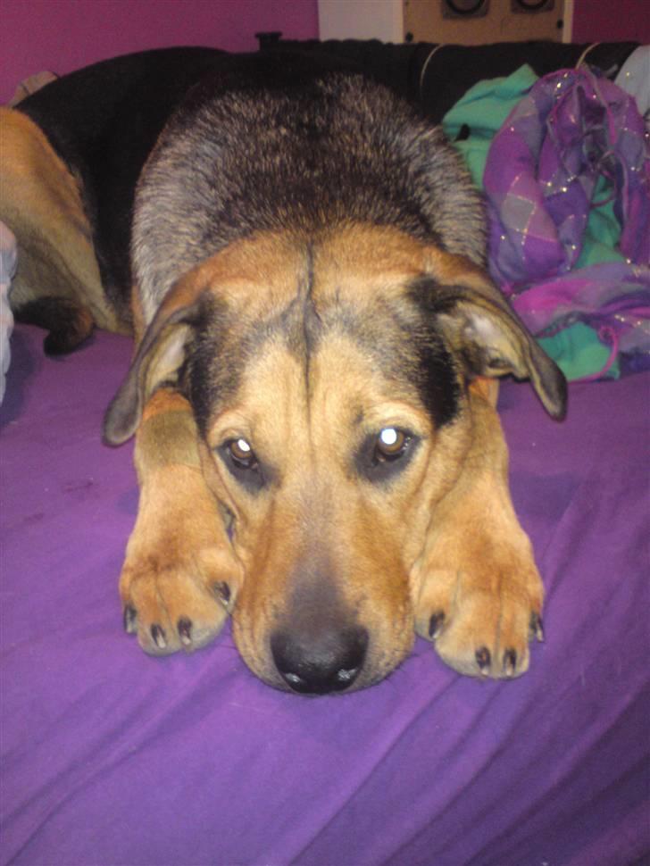 Blanding af racer Jamie <3 R.I.P min smukke pige<3 billede 6