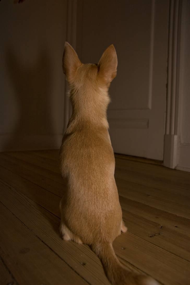 Chihuahua Alma billede 13