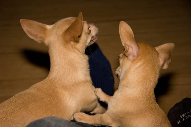 Chihuahua Alma - Vildbasser billede 14