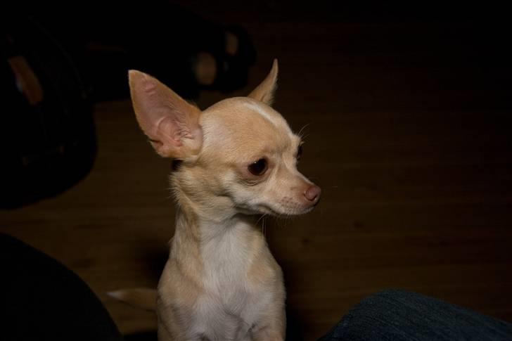 Chihuahua Alma - Hvis jeg nu kigger venligt væk, så kan det være, mor løfter mig op i sofaen... :) billede 15