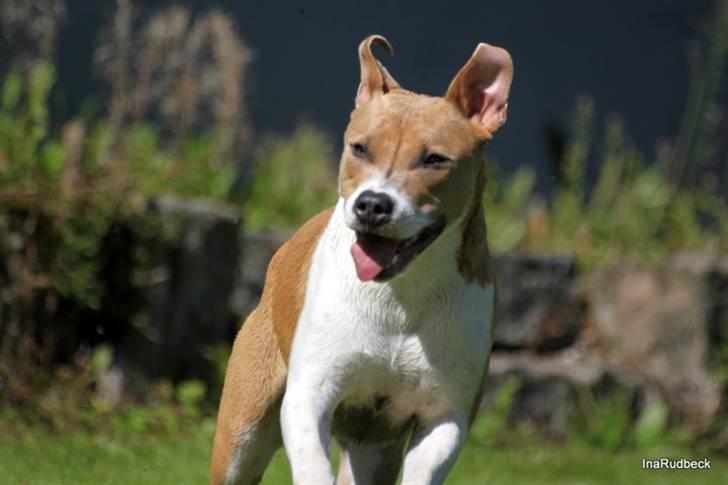 Blanding af racer aya(amstaff/ambull) - sommeren 2010 billede 12