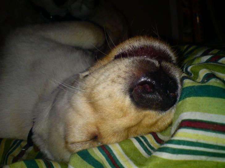 Labrador retriever Cleo - 17/1-10 . Cleo ligger og sover på ryggen . ;) billede 8