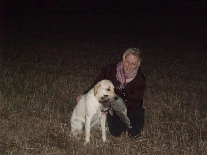 Labrador retriever Cleo - 7/9-10 . Cleo med en flot kanin :D billede 9