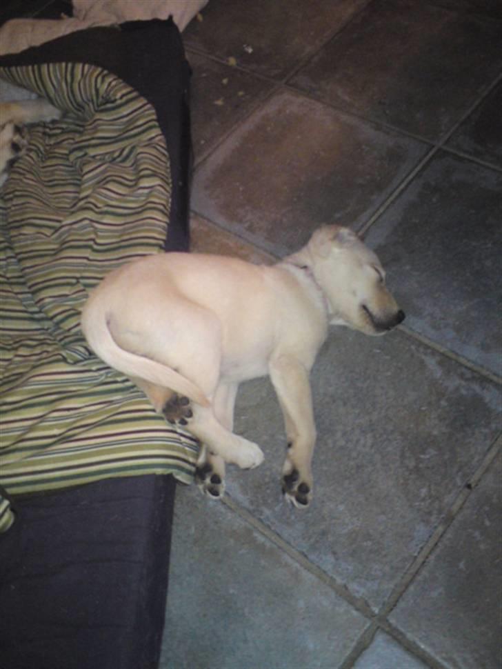 Labrador retriever Cleo - 17/1-10 . En sjov måde at sove på :D billede 10