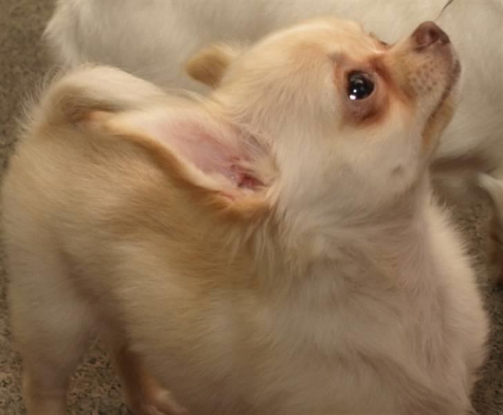 Chihuahua Chico billede 1