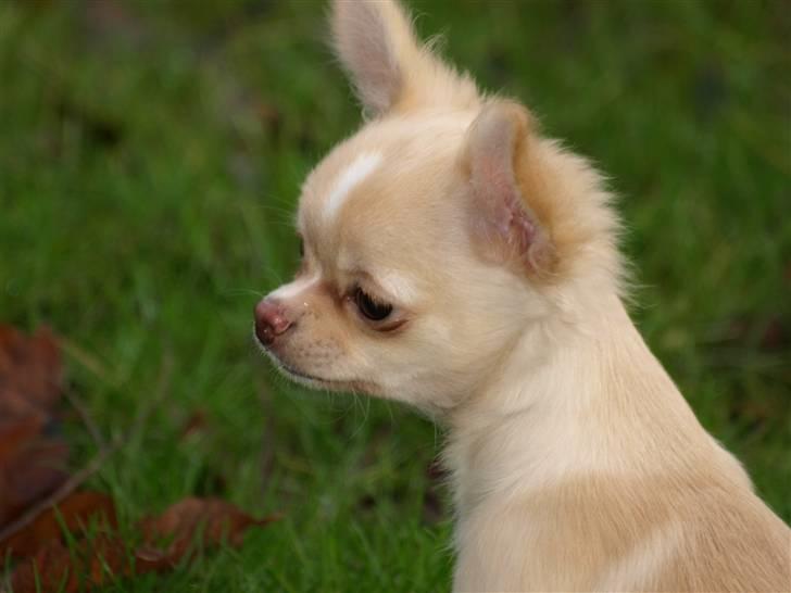 Chihuahua Chico billede 2