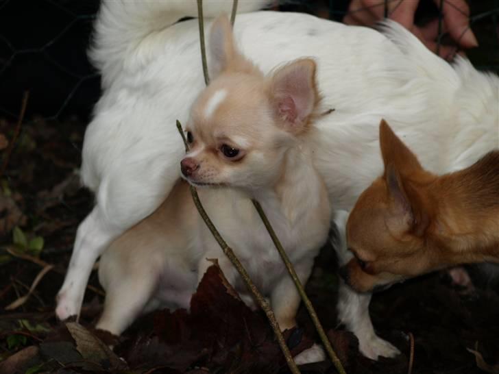 Chihuahua Chico billede 3