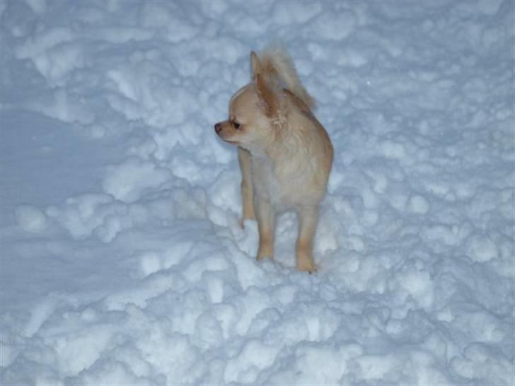 Chihuahua Chico billede 4