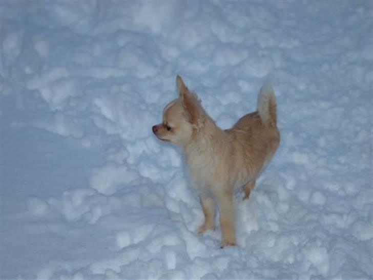 Chihuahua Chico billede 5