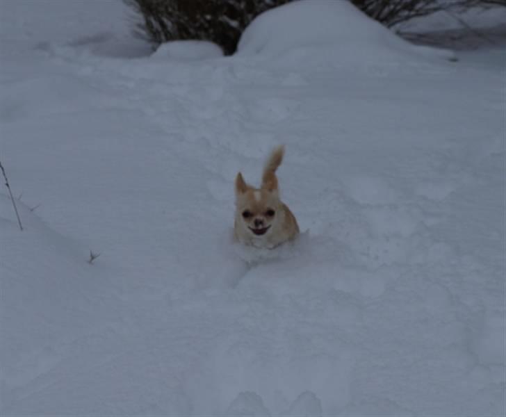 Chihuahua Chico billede 6